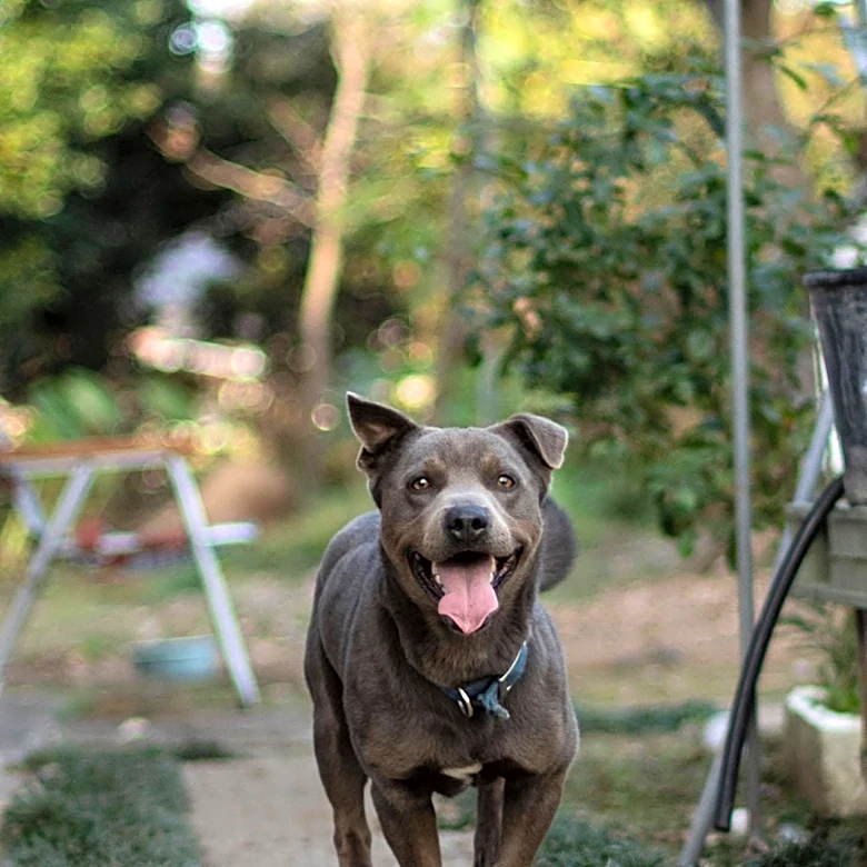 Senior Bully Hera Finds New Life and Confidence in Adoptive Home