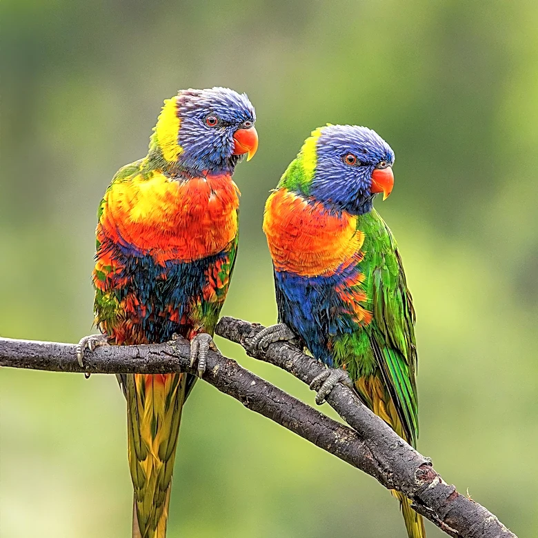 Pride Month Bird Sit Fosters Community for LGBTQ+ Birders in Chicago