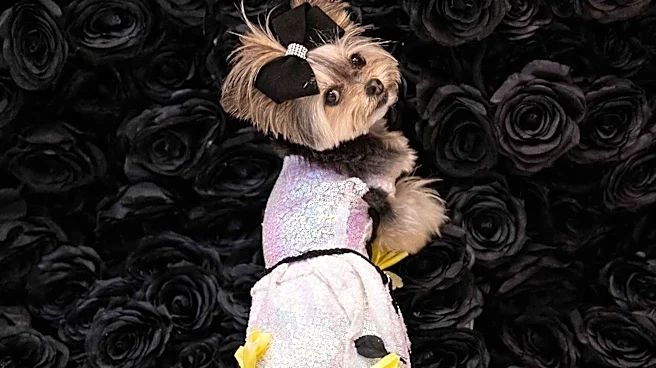 Los Angeles Hosts 'Dare to Strut' Canine Fashion Show on Father's Day