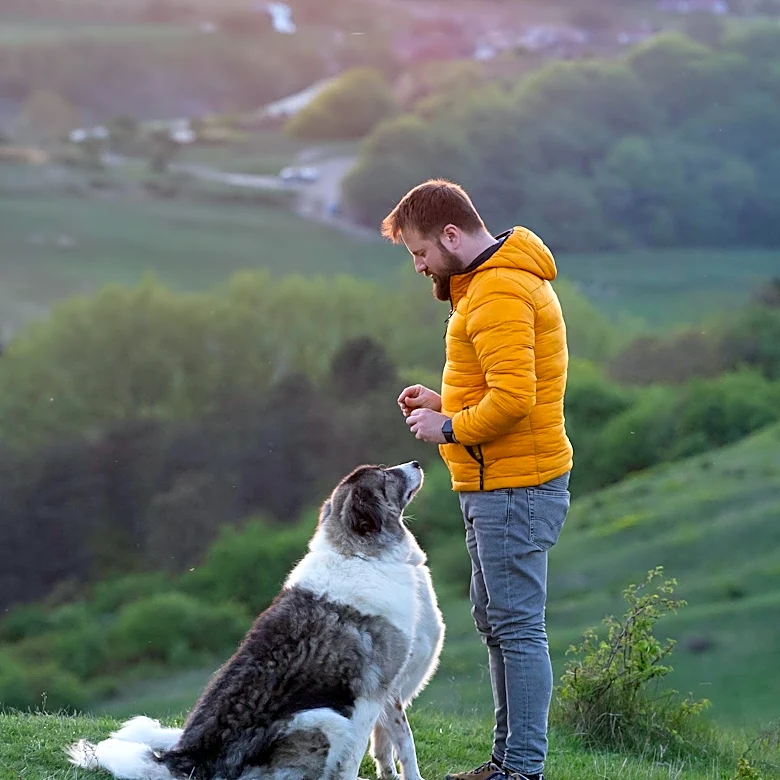 Study Highlights Global Similarities in Dog-Human Interactions and Their Implications