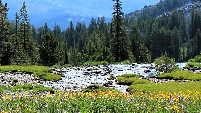 Breckenridge Launches Wildflower Week to Boost Mountain Tourism with Free Events