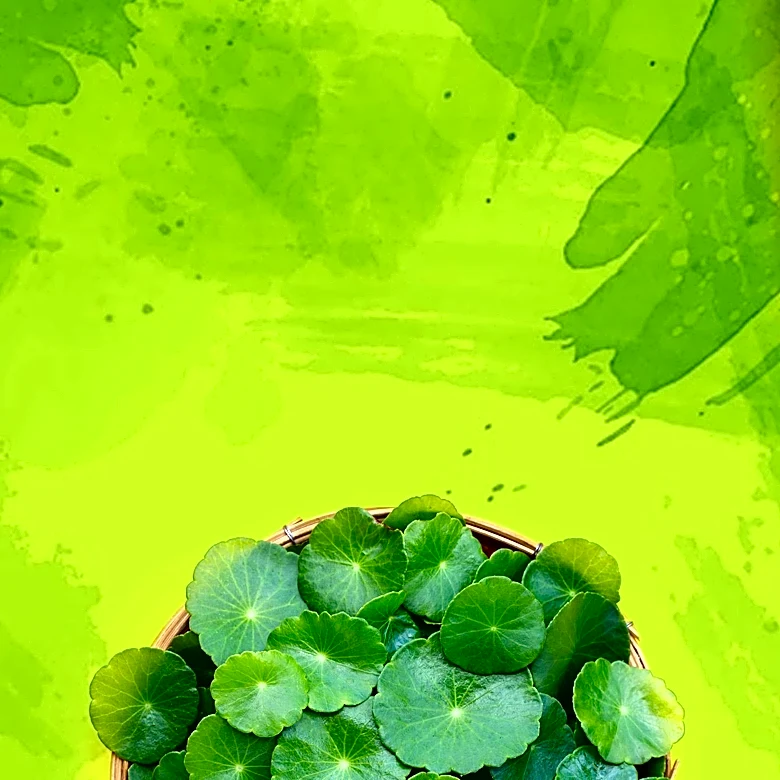 Centella Asiatica: The 'Herb of Longevity' in Korean Skincare