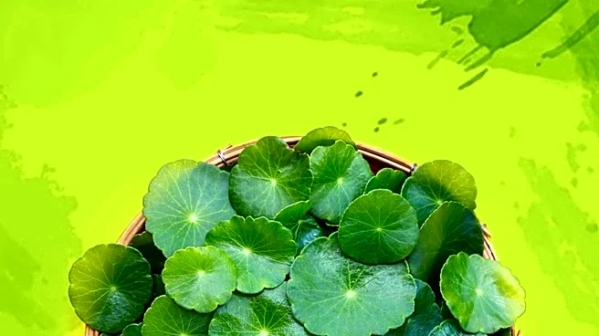 Centella Asiatica: The 'Herb of Longevity' in Korean Skincare