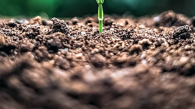 Iron Chelate Compounds Market Set for Growth Driven by Semiconductor and Agriculture Demand
