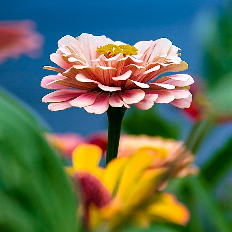 Master Gardener Foundation Hosts Annual Garden Tour in Port Angeles