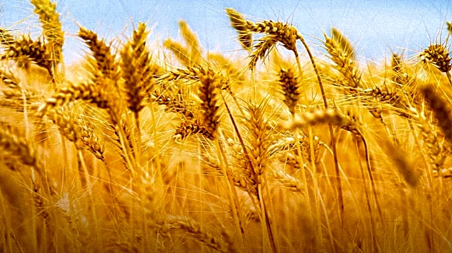 Nestlé Partners with Wildfarmed to Introduce Regenerative Wheat in KitKat Production