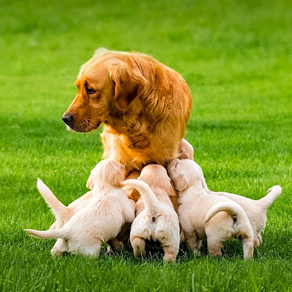 Shelter Dog and Puppies Abandoned in Park Await Rescue