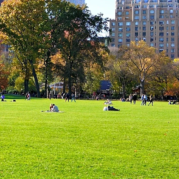 Central Park Horse Carriage Rides Resume After Safety Training