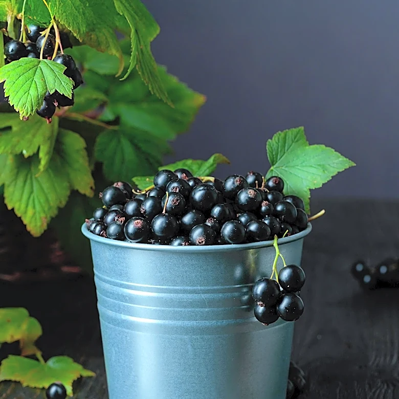Suntory Beverage  Food Invests £14.5 Million in UK Blackcurrant Processing Facility