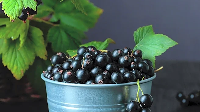 Suntory Beverage  Food Invests £14.5 Million in UK Blackcurrant Processing Facility