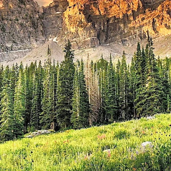 Breckenridge Launches Wildflower Week to Boost Mountain Tourism