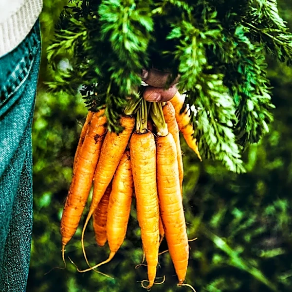 Regenerative Agriculture Gains Traction as Health Awareness Rises