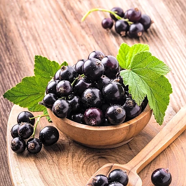 Suntory Invests £14.5M in UK Blackcurrant Facility to Boost Supply Chain
