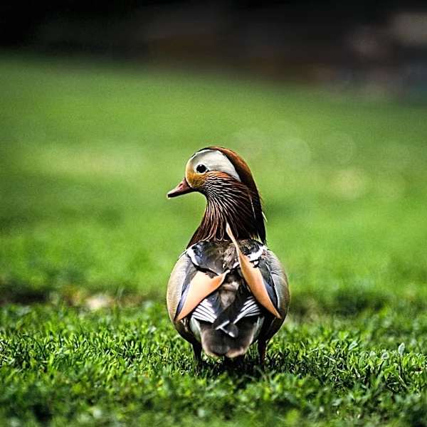 FIFA Rules Prevent Mexico's Merlin the Duck from Attending World Cup Match