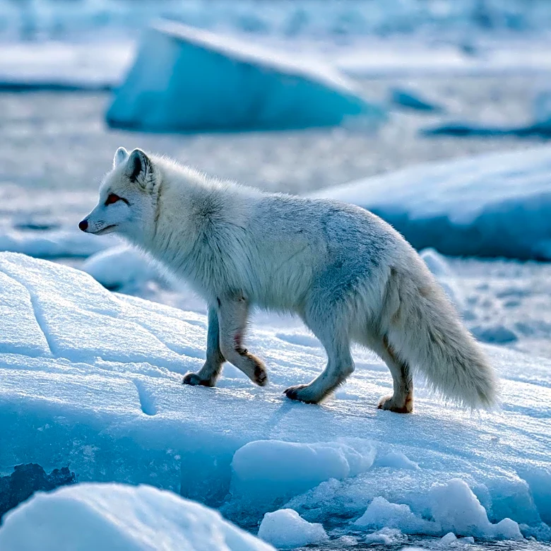 Arctic Wolf Highlights Risks of Open-Source AI in Cybersecurity