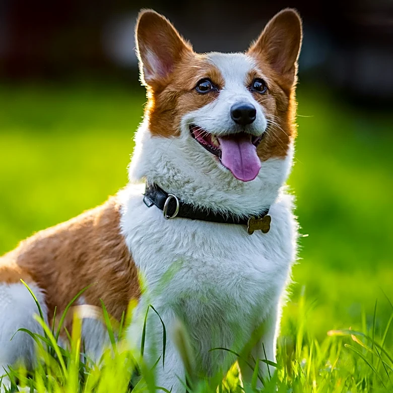 Corgi Denies Allegations of Stealing Open Source Product Amid Controversy