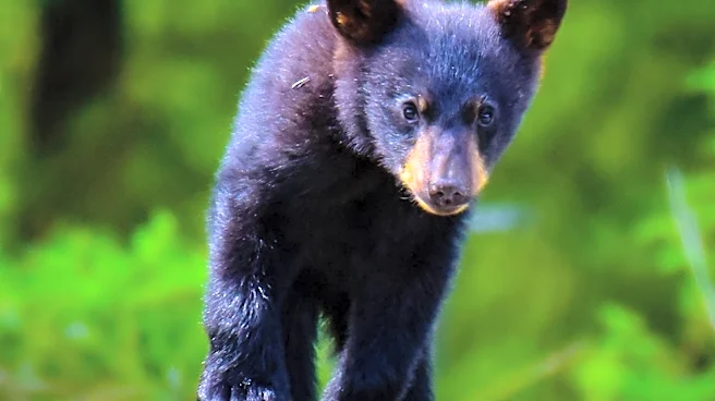 The Bear Series Finale Highlights Emotional Growth and New Beginnings for Characters