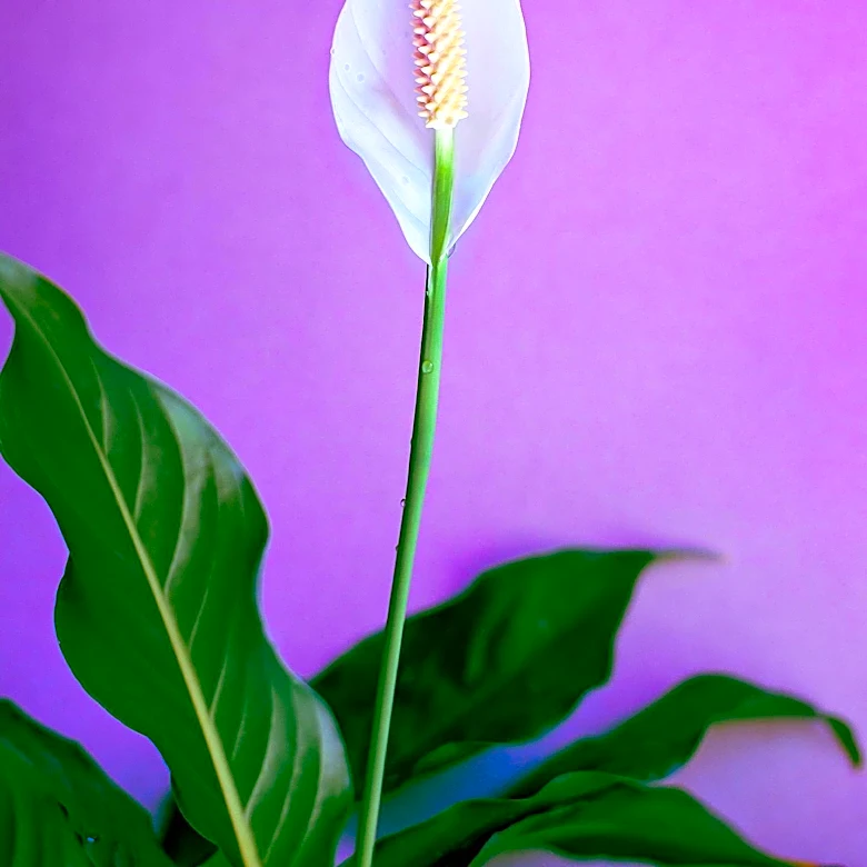 Study Reveals Peace Lily's Potential to Reduce Indoor Pollutants by Over 90%