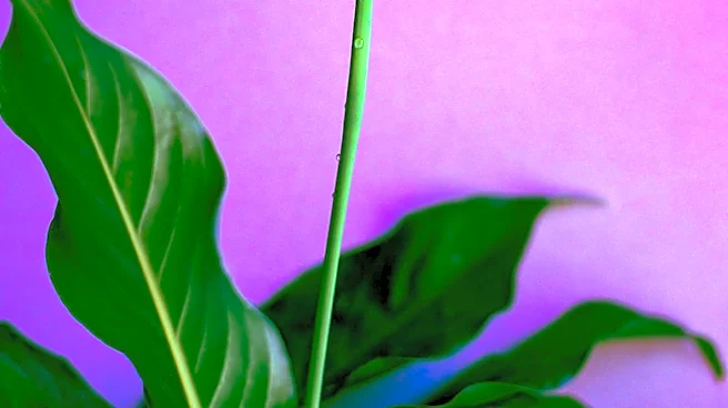 Study Reveals Peace Lily's Potential to Reduce Indoor Pollutants by Over 90%