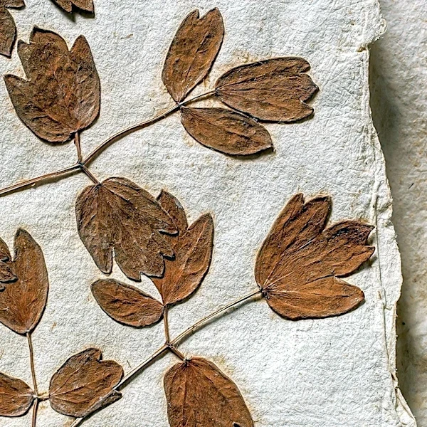 Malin Fabbri Releases Comprehensive Guide on Eco-Friendly Anthotype Photography