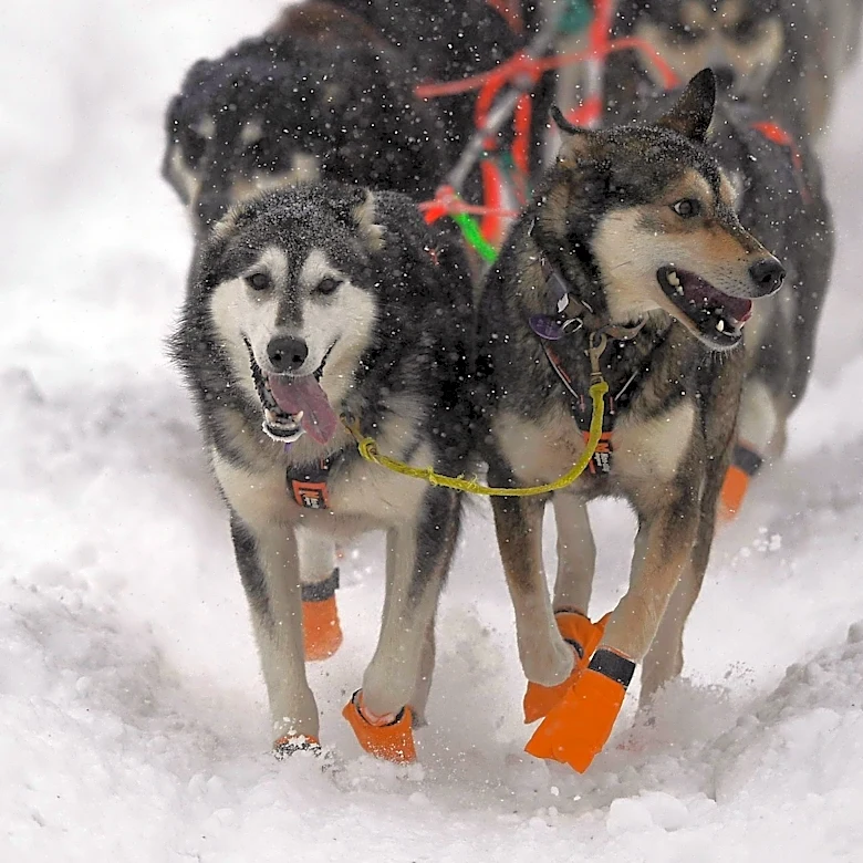 Alaska Kennel Club Hosts Successful Dog Show in Anchorage with High Participation