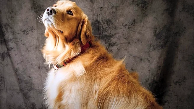 Hockamock Kennel Club Hosts Successful Dog Show in Rhode Island