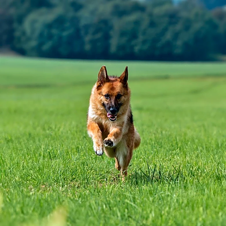 Conyers Kennel Club of Georgia Hosts Successful Dog Show with German Shepherd Taking Top Honors