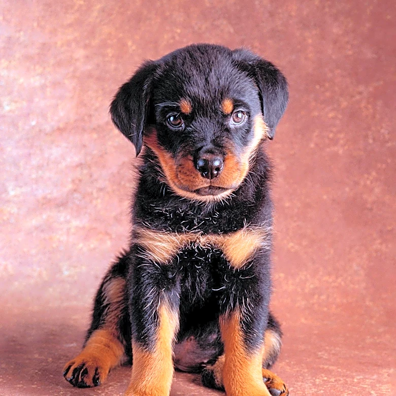 Wampanoag Kennel Club Hosts Successful Dog Show in North Kingstown, RI