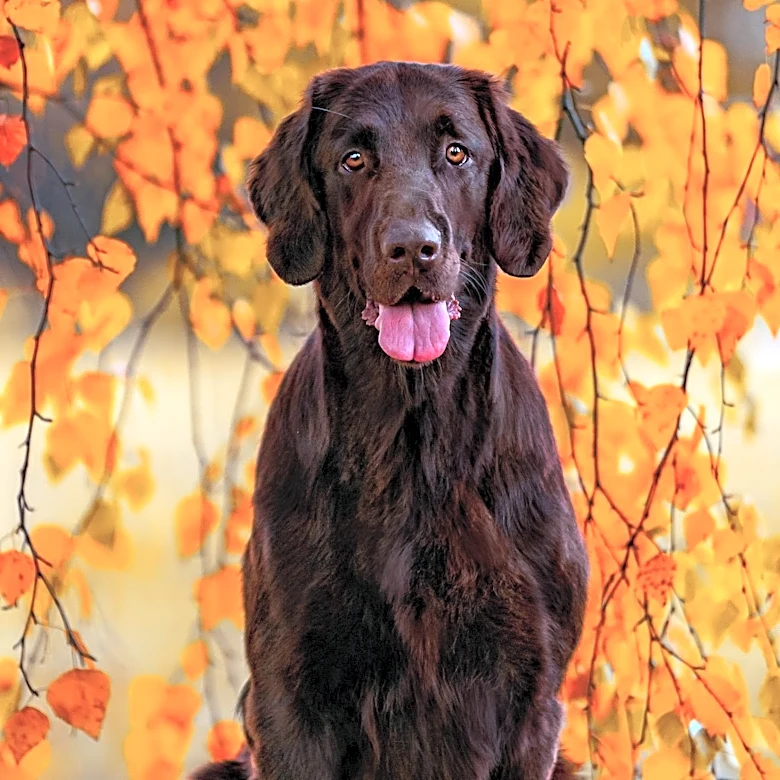 Flathead Kennel Club of Montana Hosts Prestigious Dog Show in Great Falls