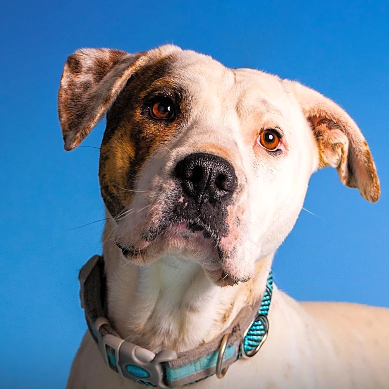 Massachusetts Animal Shelter Offers One-Eyed Dog Named Ducky for Adoption