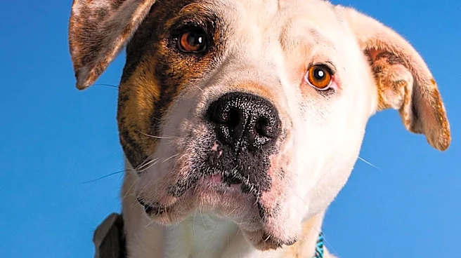 Massachusetts Animal Shelter Offers One-Eyed Dog Named Ducky for Adoption