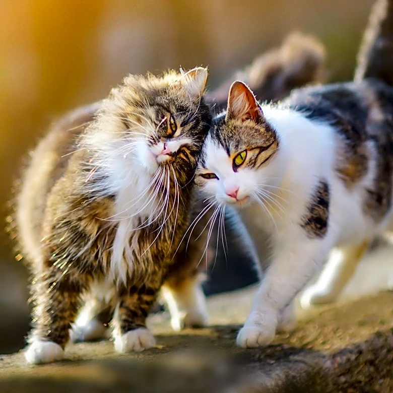 Pennsylvania SPCA Explores How Cats Communicate Differently with Men and Women