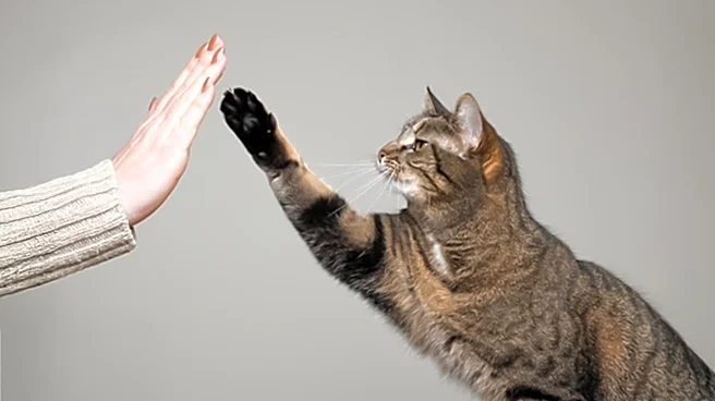 Animal Advocate Explores How Cats Communicate Differently with Men and Women