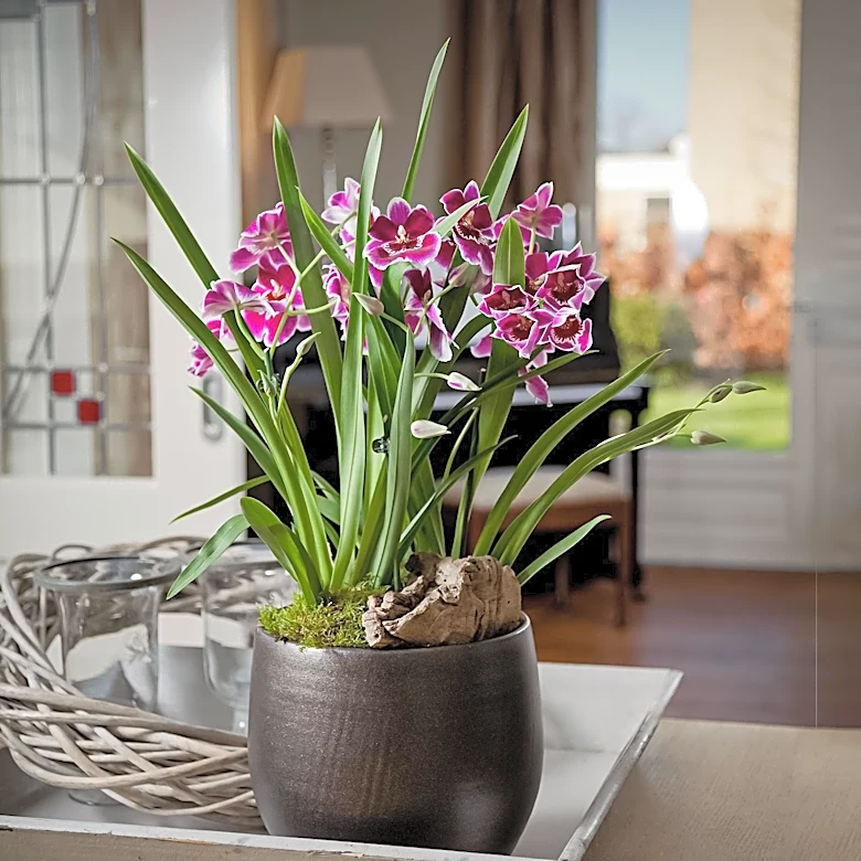 Alexander Jordaan Launches High-Quality Faux Floral Brand Apartment387 Amid Changing Perceptions