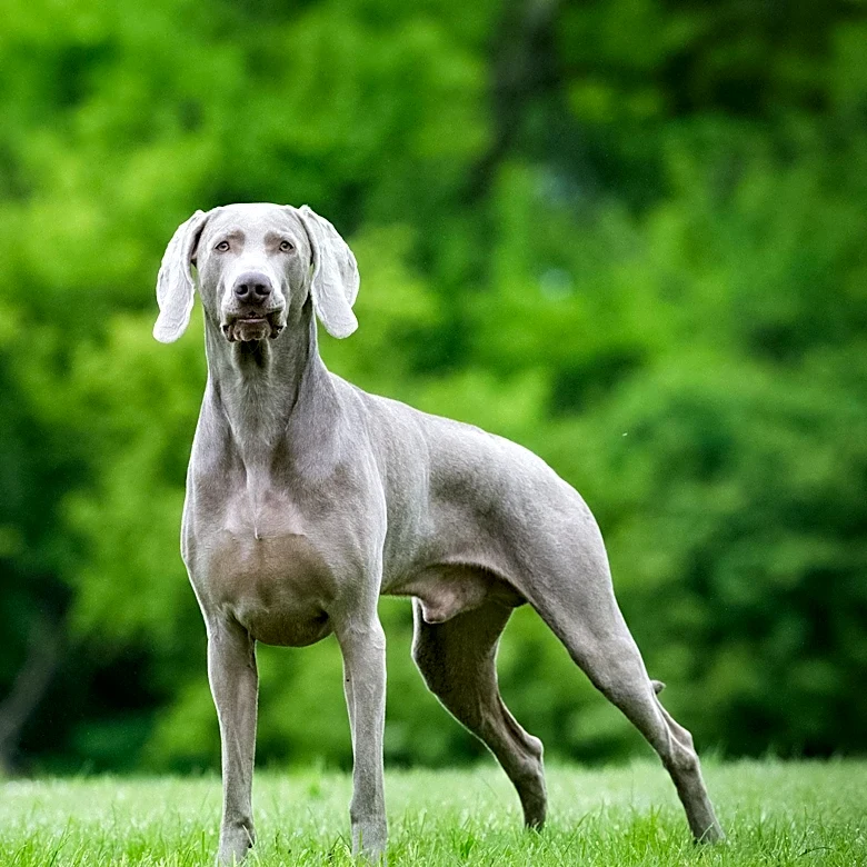 Chenango Valley Kennel Club Hosts Successful Dog Show with Notable Winners