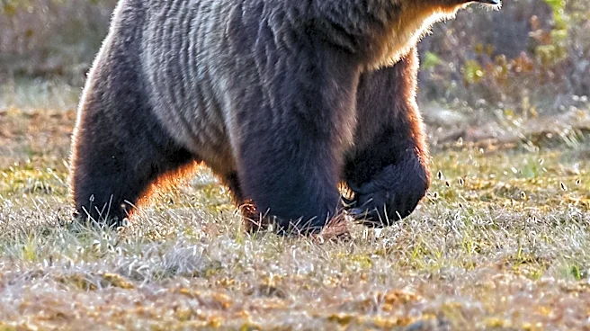 The Bear's Final Season Pays Homage to Michael Mann's Cinematic Style