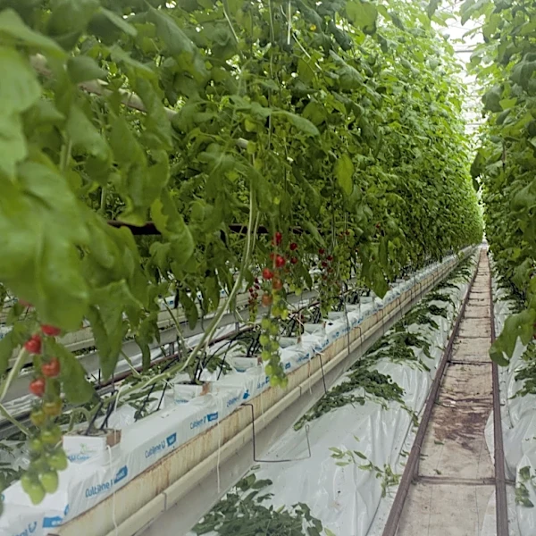 Mastronardi Produce Showcases Canadian Innovation in Year-Round Agriculture