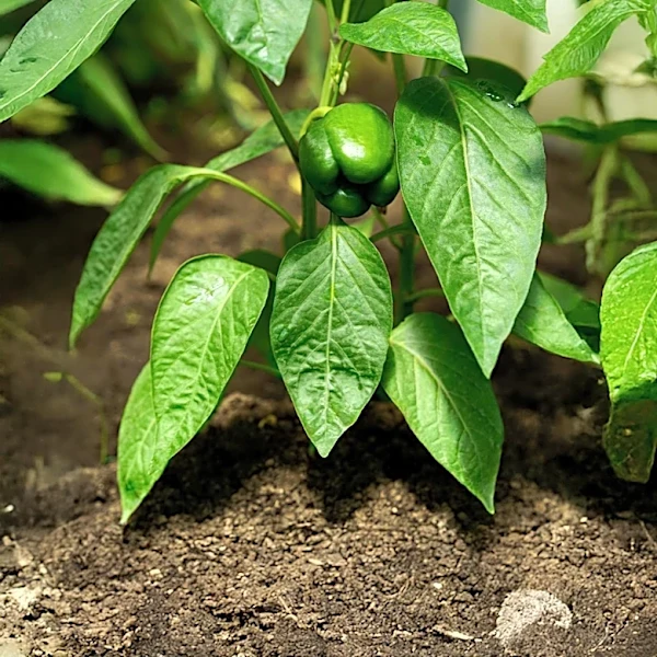Strategies for Managing Vegetable Diseases in Kentucky Gardens