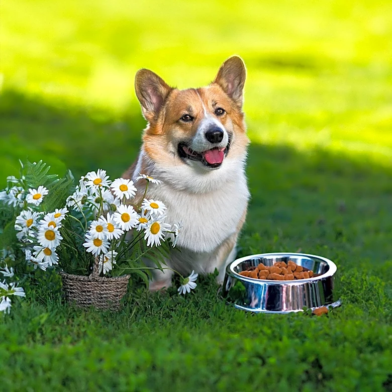 UK Dog-Food Firm Years Plans European Expansion After Securing Investment