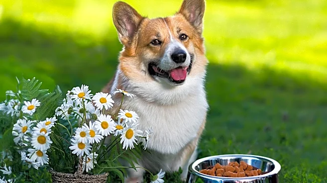 UK Dog-Food Firm Years Plans European Expansion After Securing Investment