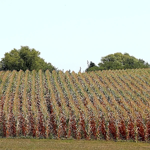 OECD and FAO Report Predicts Rise in Farm Incomes Amidst Volatility Risks