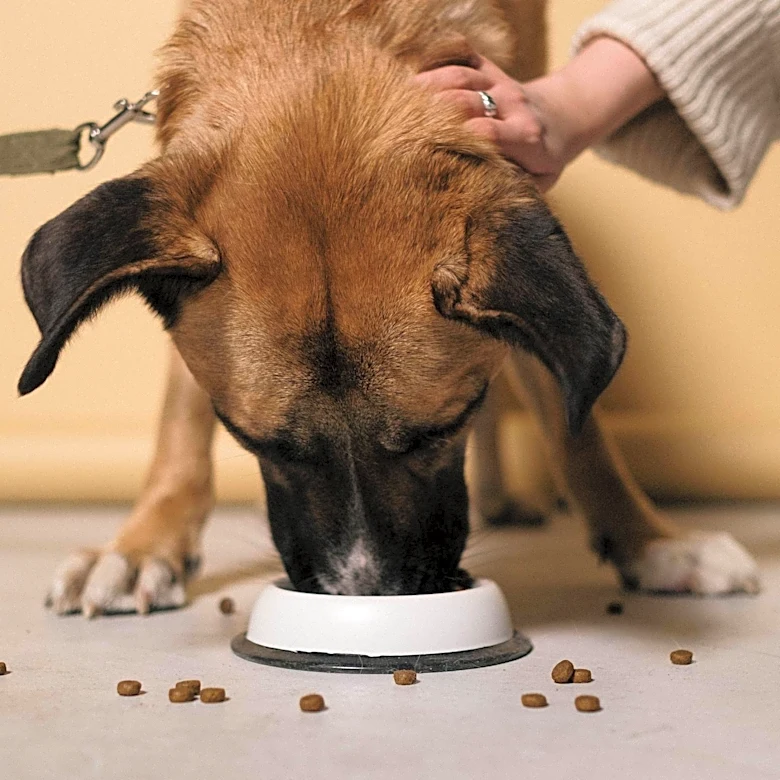UK Dog-Food Firm Years Plans European Expansion After Investment