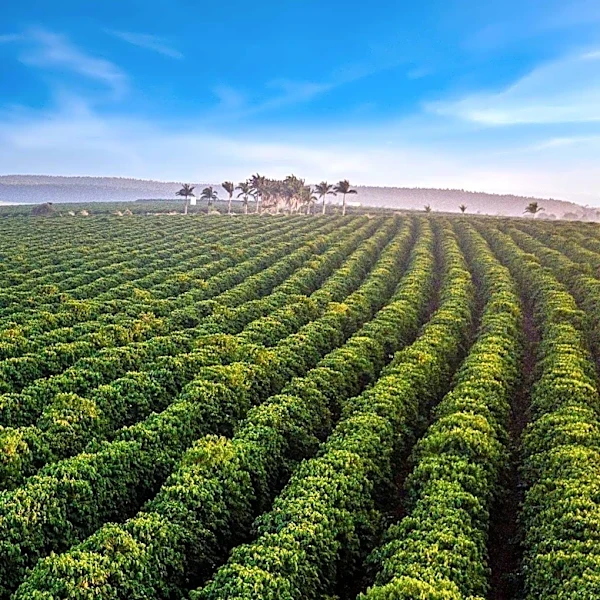 Nespresso Promotes Regenerative Agriculture to Secure Coffee's Future
