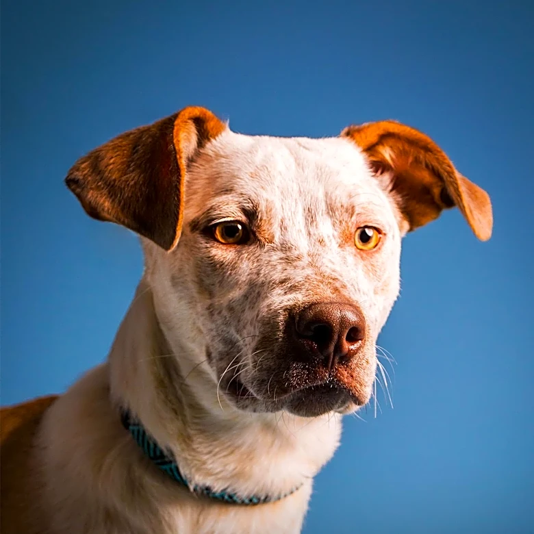 Bradshaw Animal Shelter Seeks Home for Long-Term Resident Dog in Final Plea