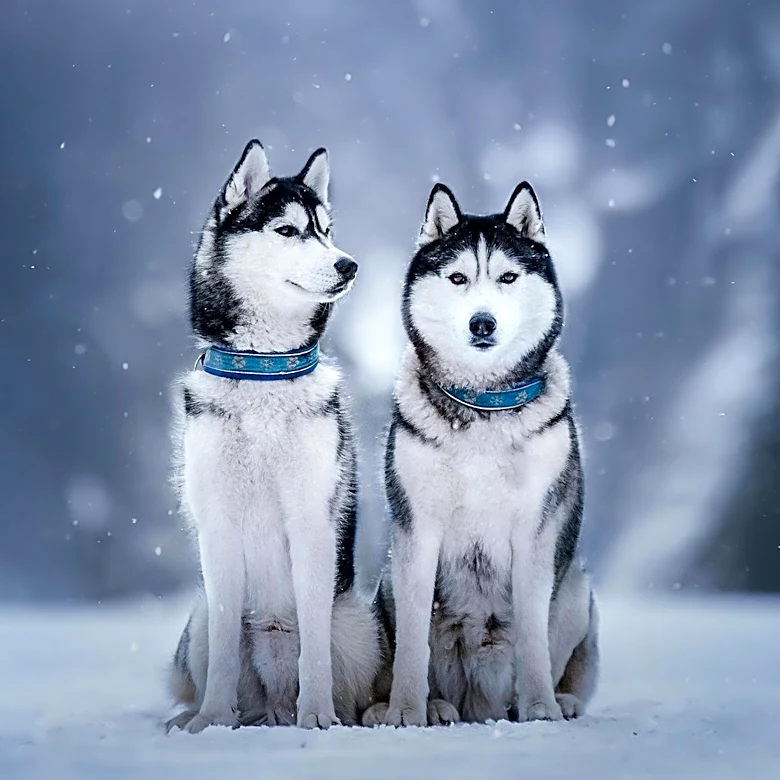 Adopt a Husky Minnesota Introduces Salome and Boris