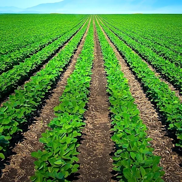 Biotalys Advances EVOCA Registration in California with Public Consultation