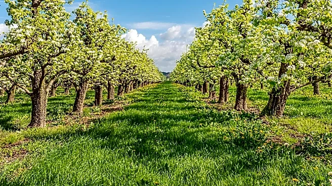 California Farmer and Food Marketer in Legal Dispute Over White Nectarine Sales