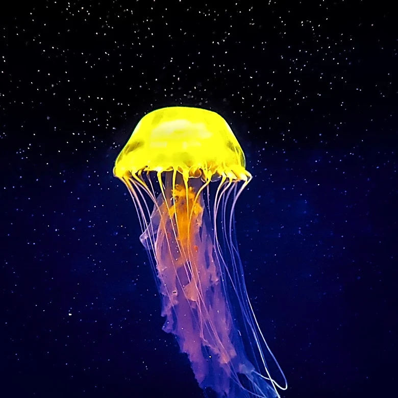 JellyFil Supplement Faces Scrutiny Over Legitimacy and Marketing Claims