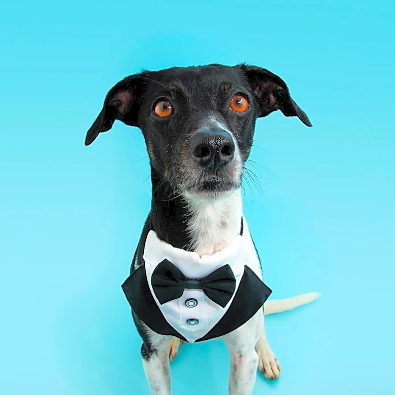 PAWS Chicago Highlights Rocky as Pet of the Week, Seeking a Loving Home
