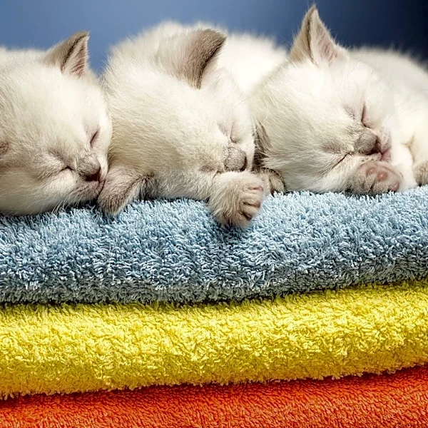 Massachusetts Shelter Offers Adorable Kittens for Adoption